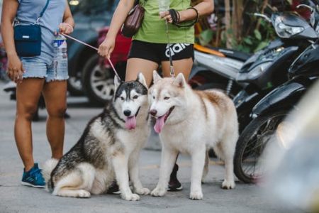Family dog out for a walk
