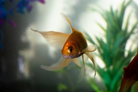 Gold fish in home aquarium 