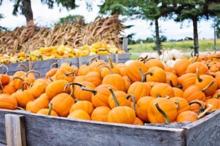 Pumpkin Patch