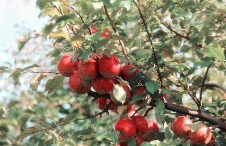 Apple Trees