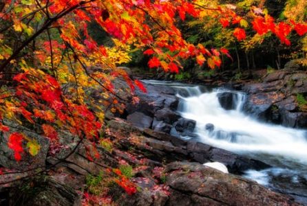 Fall Foliage