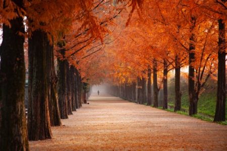 Fall Trees